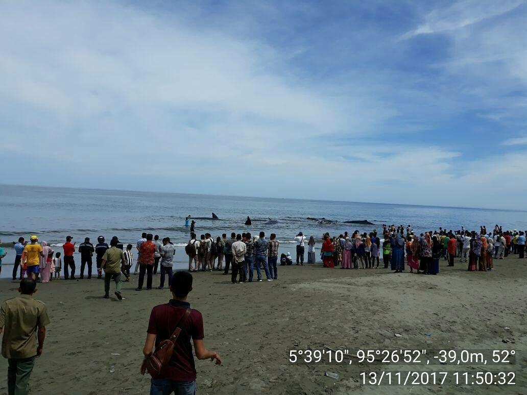 10 Ekor ikan Paus Terdampar Di Pantai Aceh Besar