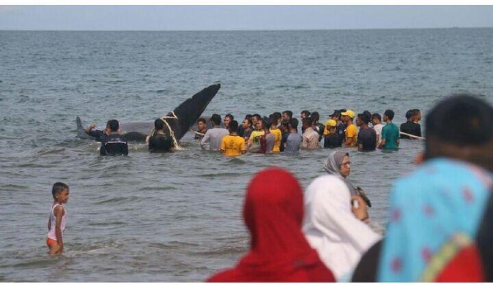 10 Ekor Paus yang Terdampar di Aceh Jenis Sperma