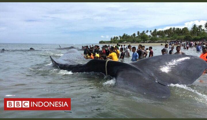 10 Ekor Paus yang Terdampar di Aceh Jenis Sperma