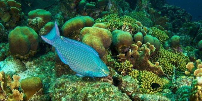 Tak cuma global warming, ini 6 dampak besar akibat ulah makhluk hidup!