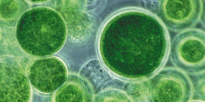 Tak cuma global warming, ini 6 dampak besar akibat ulah makhluk hidup!