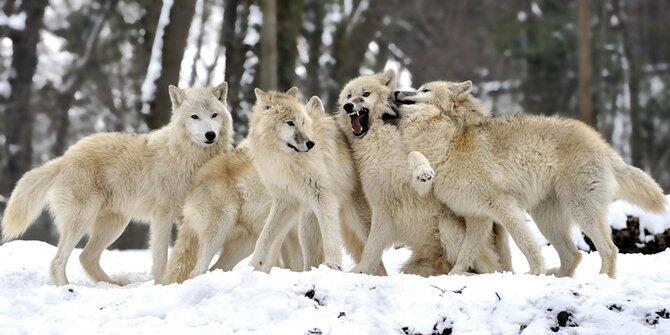 Tak cuma global warming, ini 6 dampak besar akibat ulah makhluk hidup!