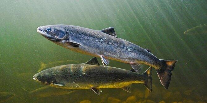 Tak cuma global warming, ini 6 dampak besar akibat ulah makhluk hidup!