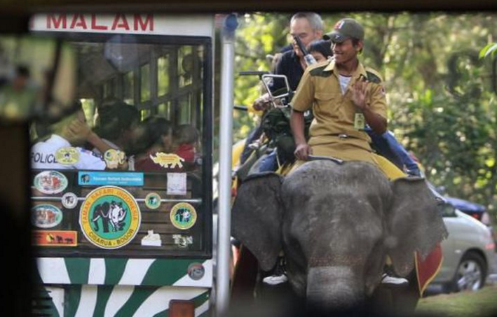 Jangan Ditiru! Turis Indonesia Beri Minuman Beralkohol kepada Hewan di Taman Safari