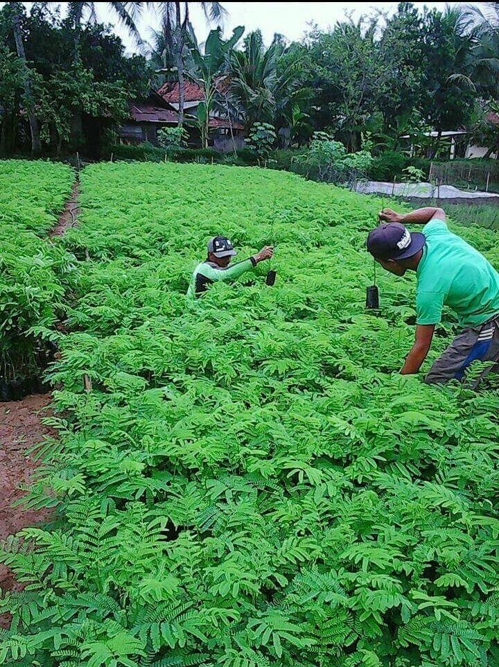 Mengenal "Kampung Hijau" Rejowinangun