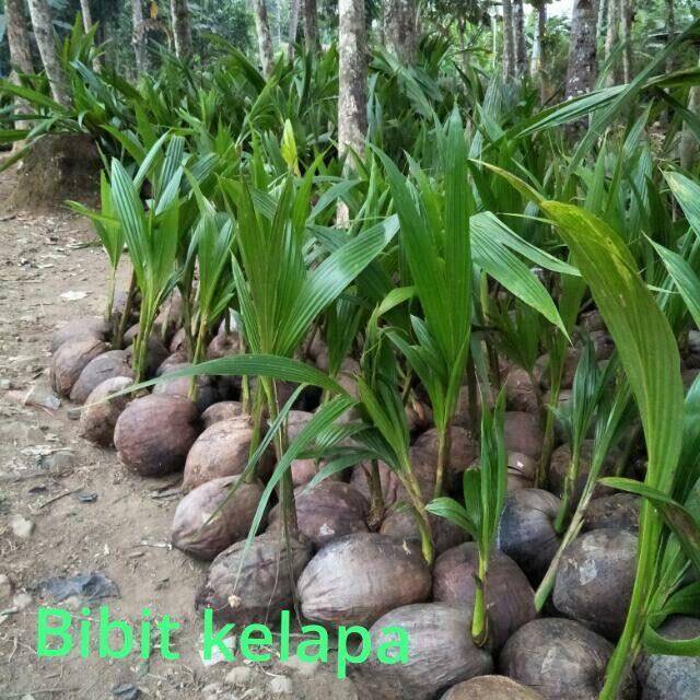 Mengenal &quot;Kampung Hijau&quot; Rejowinangun