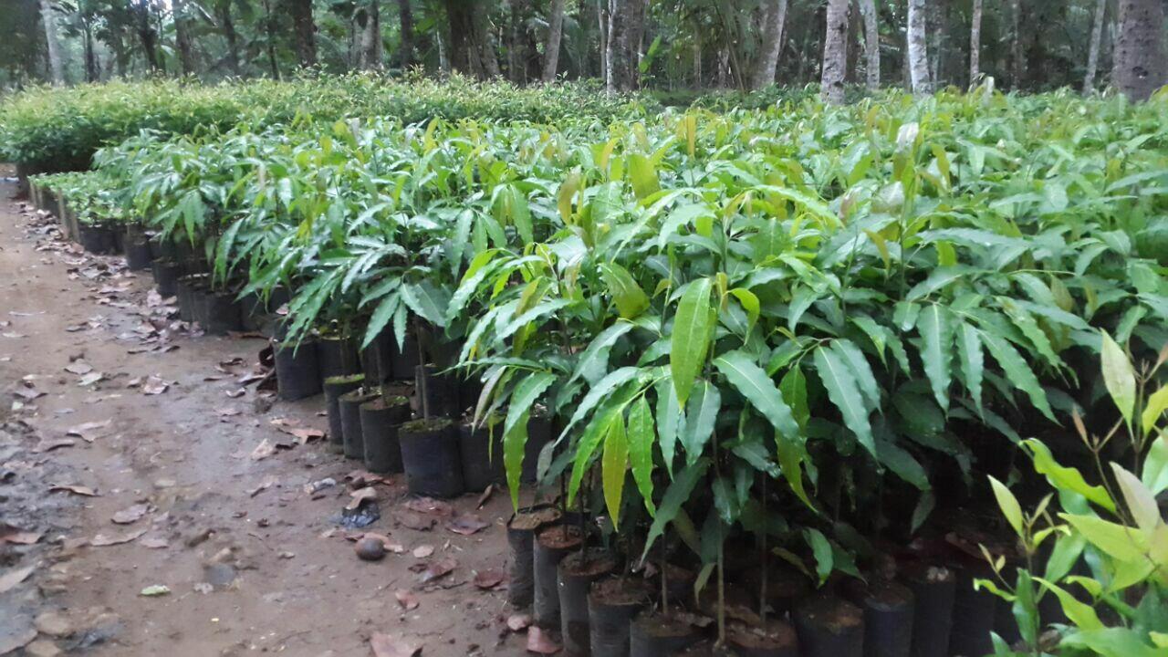 Mengenal &quot;Kampung Hijau&quot; Rejowinangun