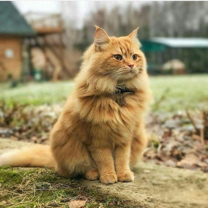Memelihara Kucing Dapat Mengurangi Serangan Jantung