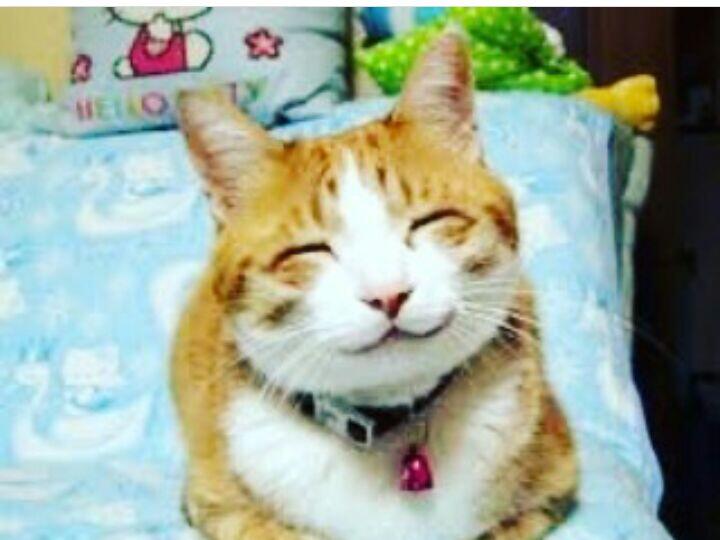 Memelihara Kucing Dapat Mengurangi Serangan Jantung