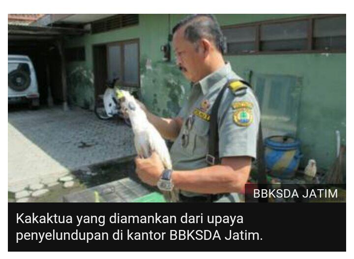 Selusin kakatua yang dimasukan ke dalam botol mati