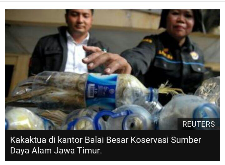 Selusin kakatua yang dimasukan ke dalam botol mati