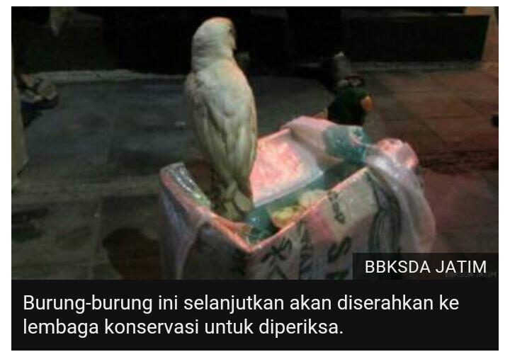 Selusin kakatua yang dimasukan ke dalam botol mati