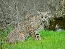 4 Jenis Kucing Lynx Di Dunia