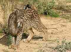 4 Jenis Kucing Lynx Di Dunia