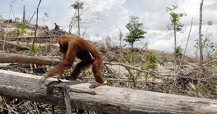 Fakta Unik Orangutan, Ape Asal Borneo dan Sumatera Yang Bikin Bangga