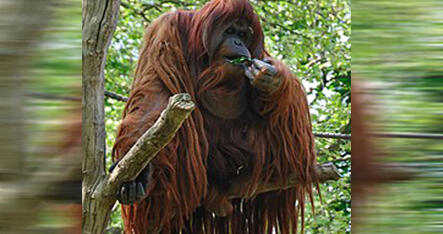 Fakta Unik Orangutan, Ape Asal Borneo dan Sumatera Yang Bikin Bangga