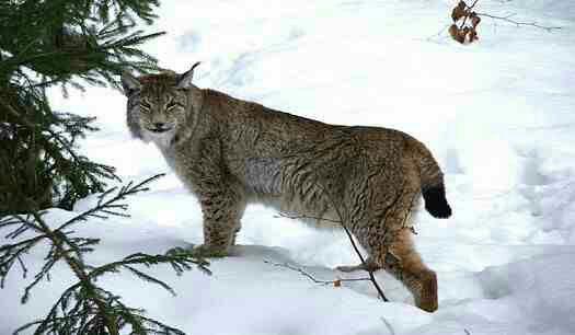 4 Jenis Kucing Lynx Di Dunia
