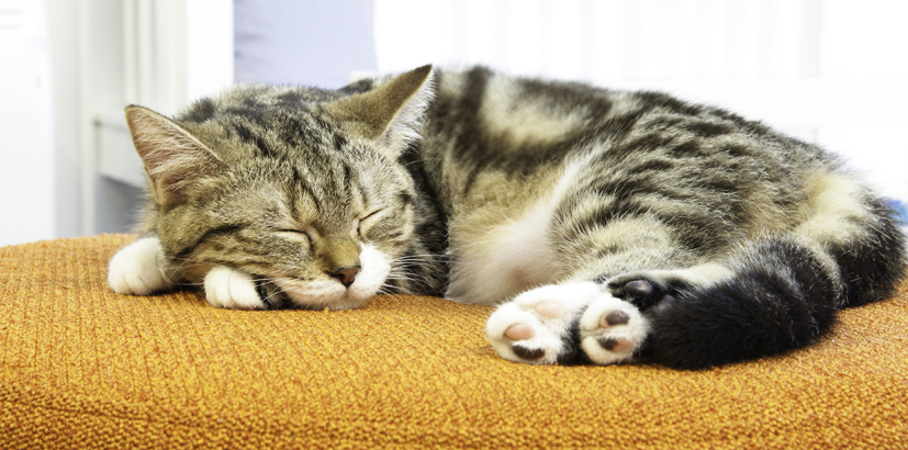 Mengapa Sih Kucing Suka Tidur Melulu?