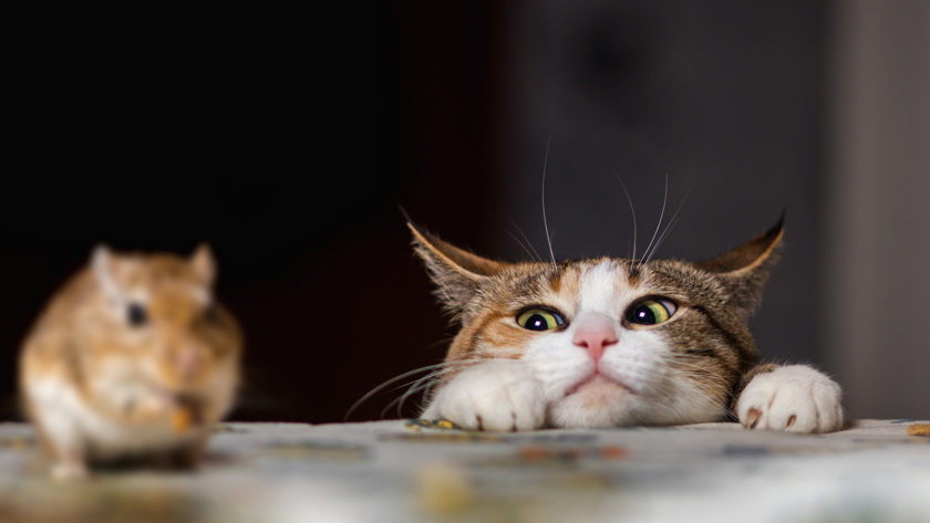 Mengapa Sih Kucing Suka Tidur Melulu?