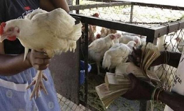 Mengenang Foto-Foto Uang Dolar Zimbabwe Yang Menggambarkan Saking Murahnya