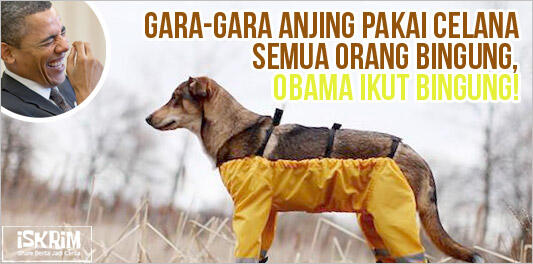 Gara-Gara Asu Pakai Celana, Semua Jadi Heboh, Obama Ikut Bingung!