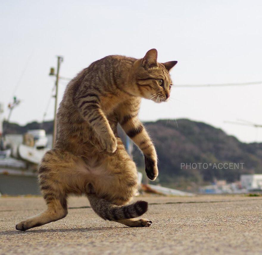 Begini Kalo Kucing Lagi Beraksi !!