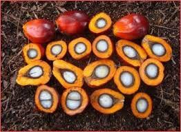 Serba Serbi Kelapa Sawit (Asosiasi nya, Acuan Harga nya, pemain besar dsb.)