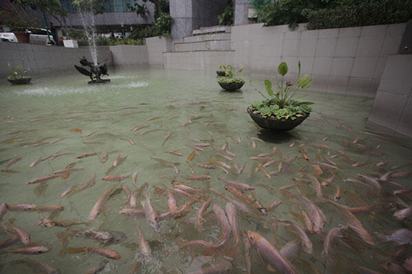 Ikan Mati Alasan Renovasi Rp620 Juta