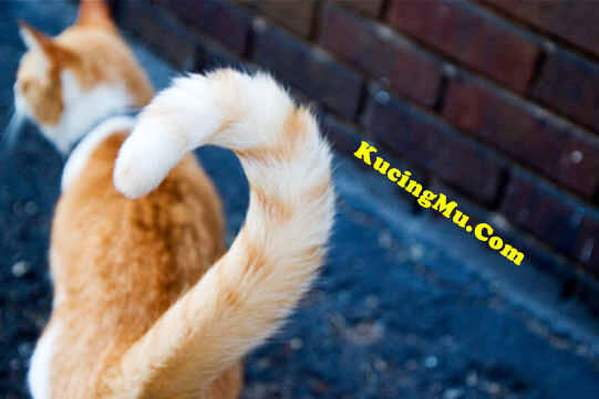 6 Tanda Ini Menunjukkan Kucing Menyayangimu