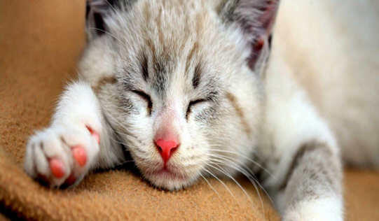 6 Tanda Ini Menunjukkan Kucing Menyayangimu