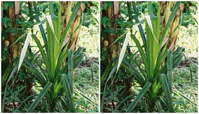 Inilah 4 Fakta Pandan Langka yang Jadi Pertanda Berlian Berharga Bikin Kaya