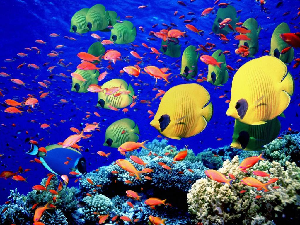 12 Tempat Wisata di Maldives Maladewa