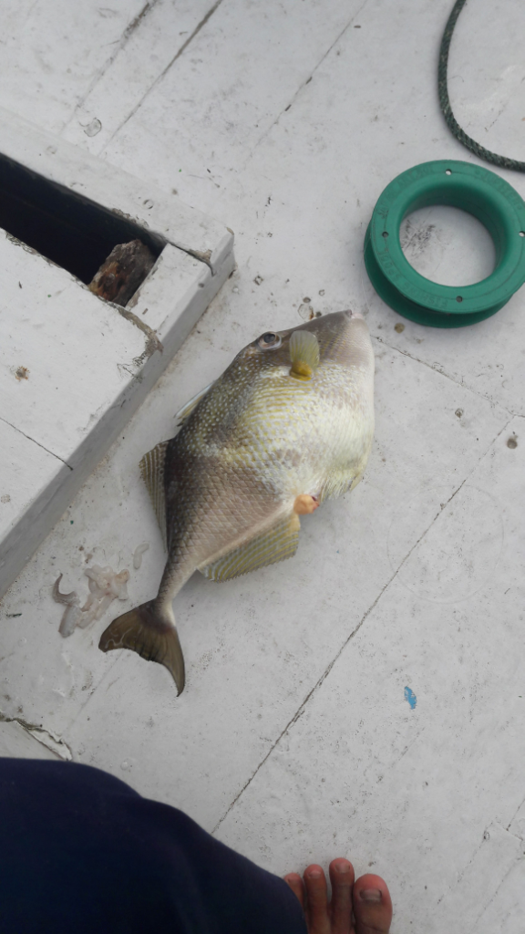 12 Gambar Ikan Jebong Paling Update