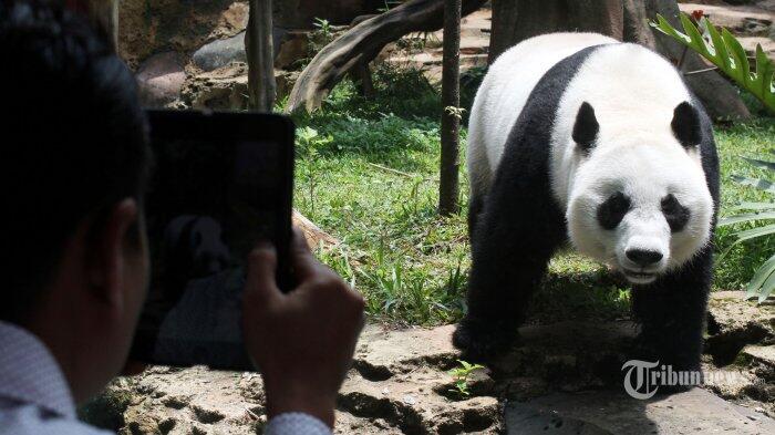 Ngabuburit Ke Istana Panda Di Taman Safari Uzone