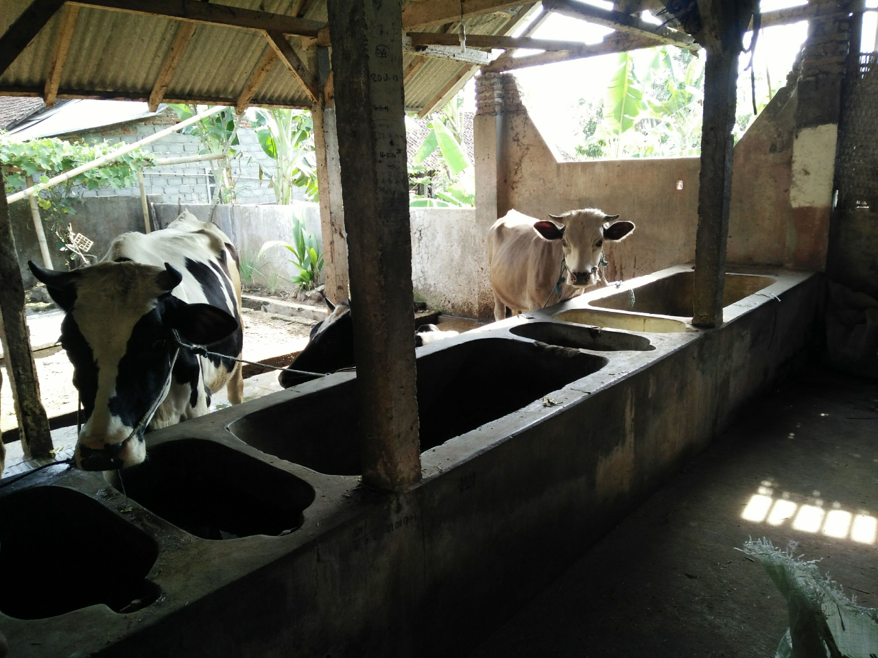 Renungan # Menjadi Seorang Pegawai Atau Peternak #