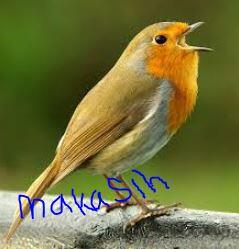 Untuk gan-sist yang Punya "BURUNG"
