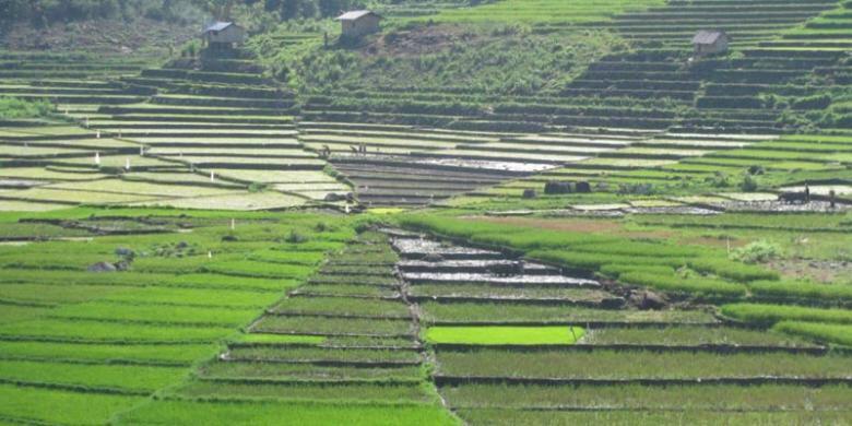 Jelajahi Warisan Leluhur Orang Manggarai di Flores