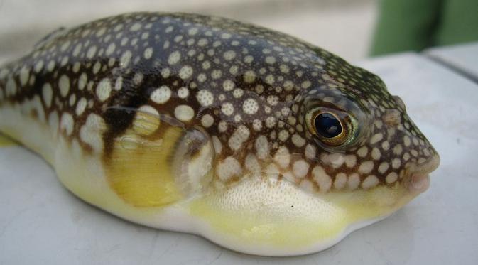 5 Hewan yang Dikonsumsi Manusia Ini Ternyata Mengandung Racun