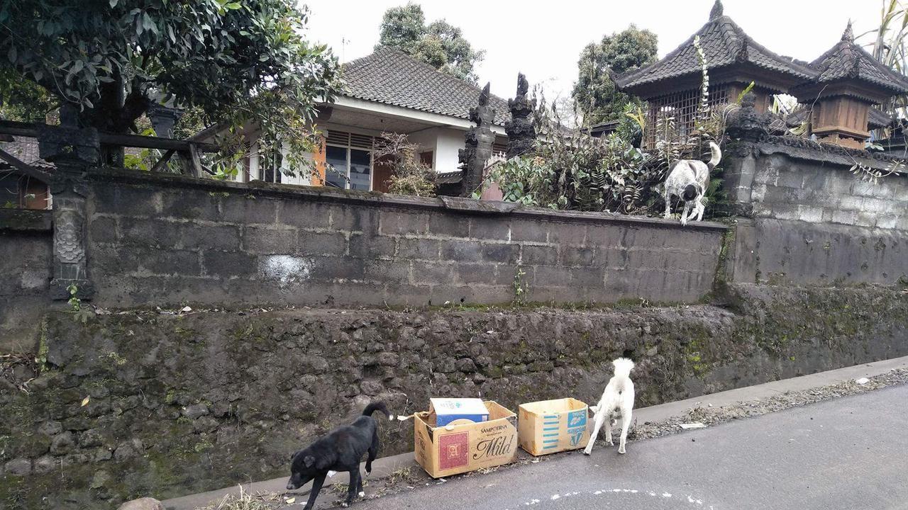 Kesetiaan Anjing Bali di Lereng Gunung Agung Menanti Tuannya Kembali