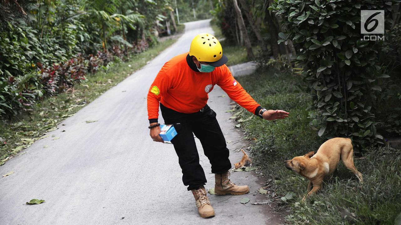 Kesetiaan Anjing Bali di Lereng Gunung Agung Menanti Tuannya Kembali