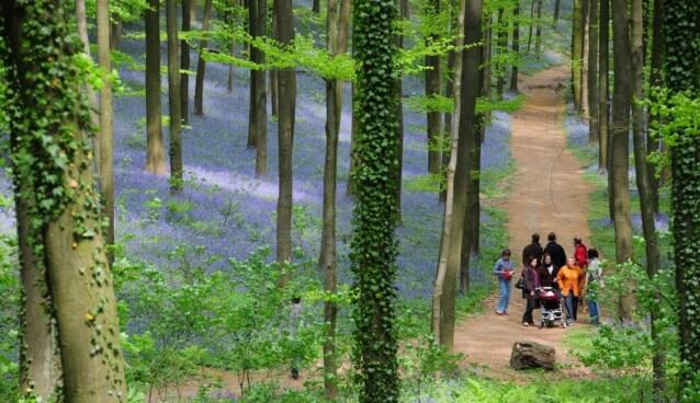 Super Cantik, Pesona Hutan Hallerbos Bagai di Negeri Dongeng