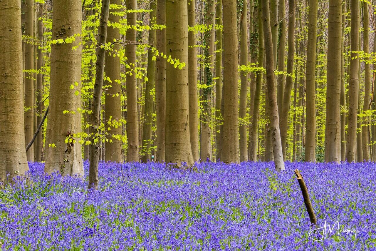 Super Cantik, Pesona Hutan Hallerbos Bagai di Negeri Dongeng
