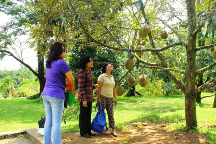 Di 4 Lokasi Ini Anda Bisa Langsung Makan Durian dari Pohonnya!