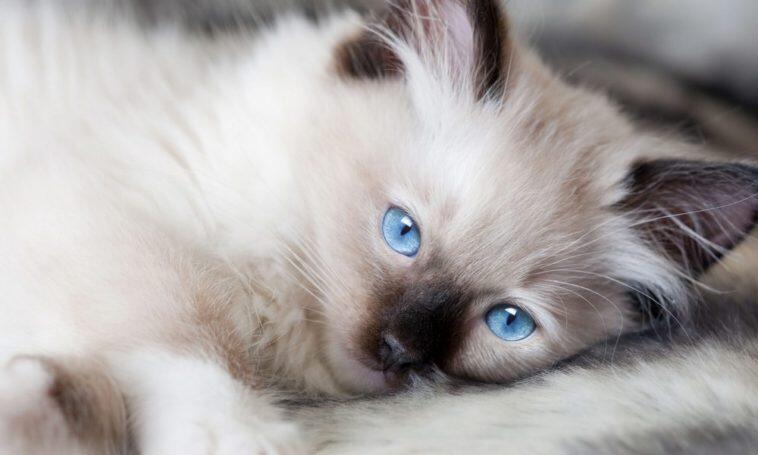Pertama Kali Memelihara Kucing? Inilah 10 Hal yang Perlu Kamu Ketahui