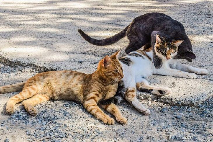 Kucing atau anjing, mana yang lebih pintar?