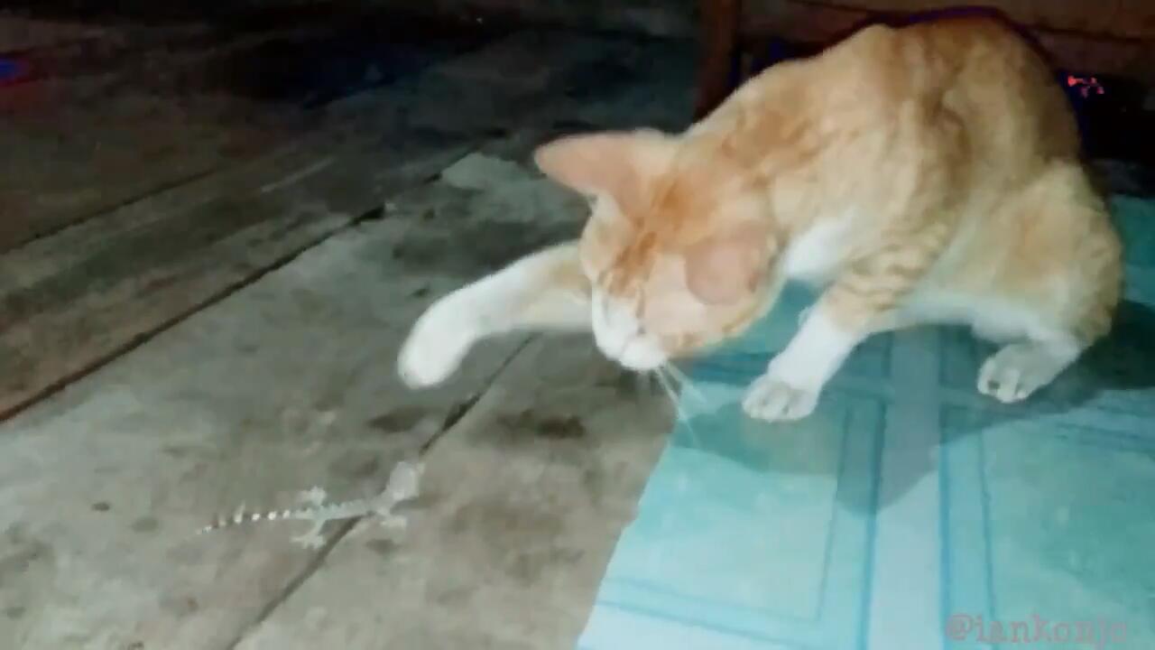 Perkelahian Siluman Kucing Vs Gecko Video Lucu KASKUS