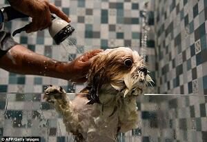 Jangan Sampai Salah Masuk, Ini Hotel Khusus Buat Anjing Gan!