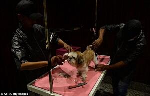 Jangan Sampai Salah Masuk, Ini Hotel Khusus Buat Anjing Gan!