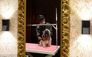 Jangan Sampai Salah Masuk, Ini Hotel Khusus Buat Anjing Gan!