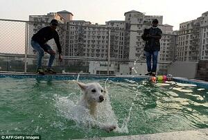 Jangan Sampai Salah Masuk, Ini Hotel Khusus Buat Anjing Gan!